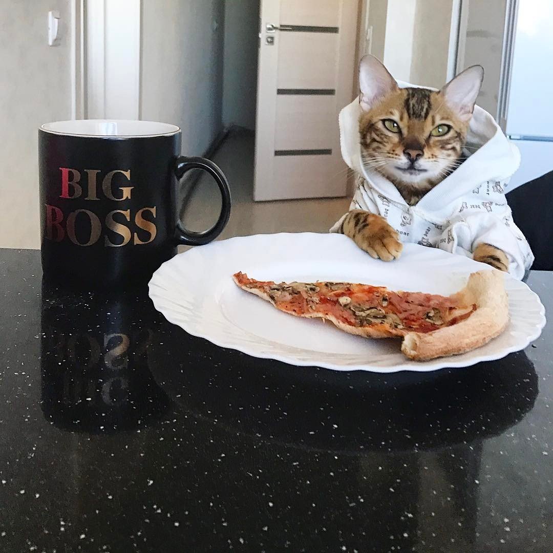 Кот ест пиццу