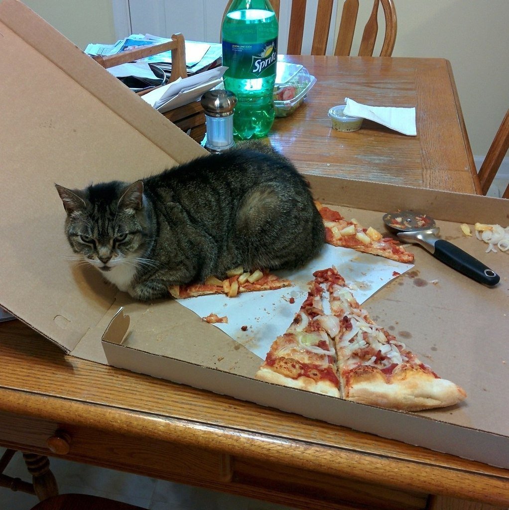 Кошка нашкодила