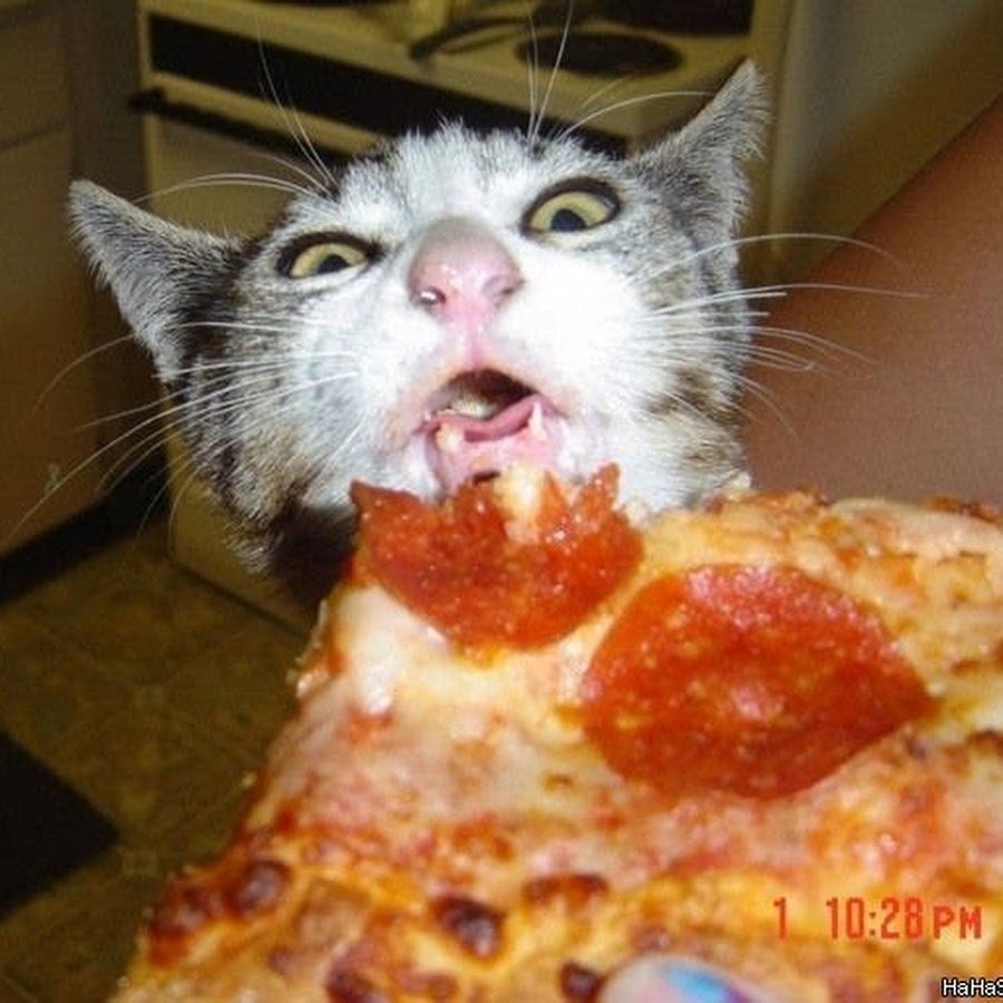 Кот и пицца Мем