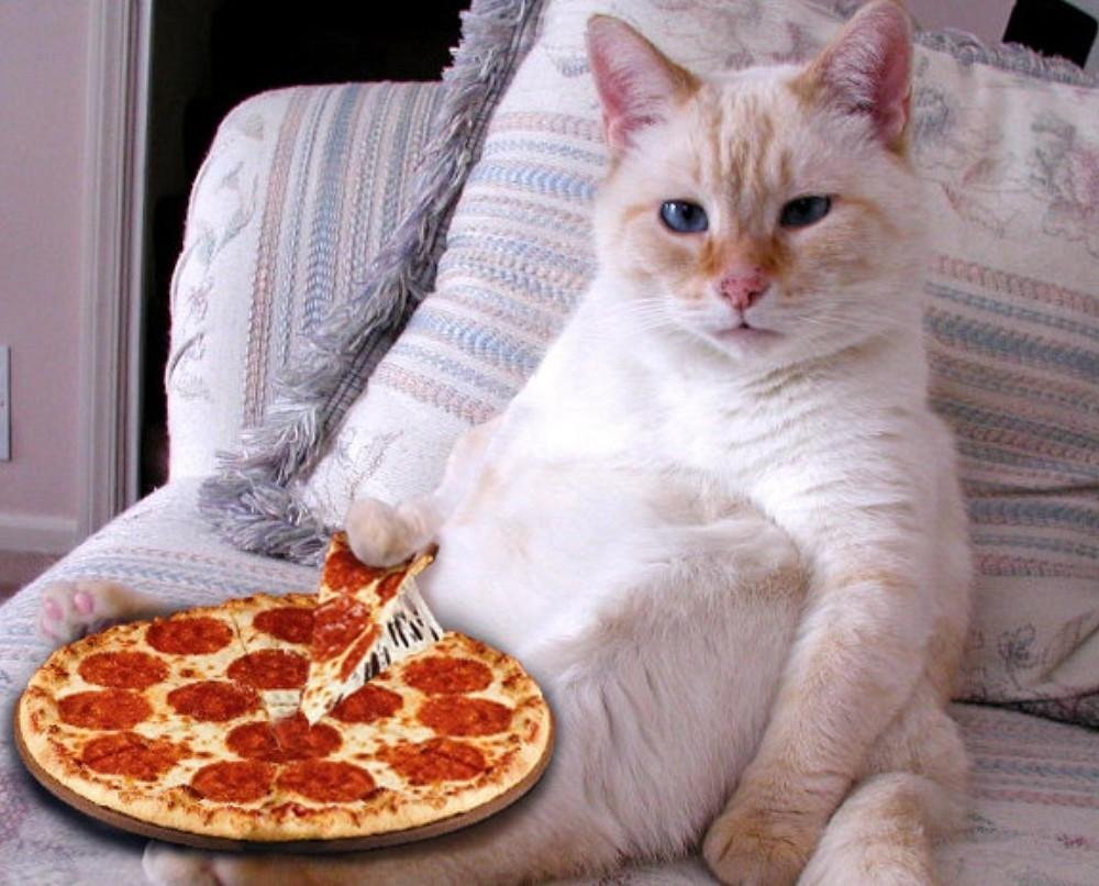 Кошка с пиццей