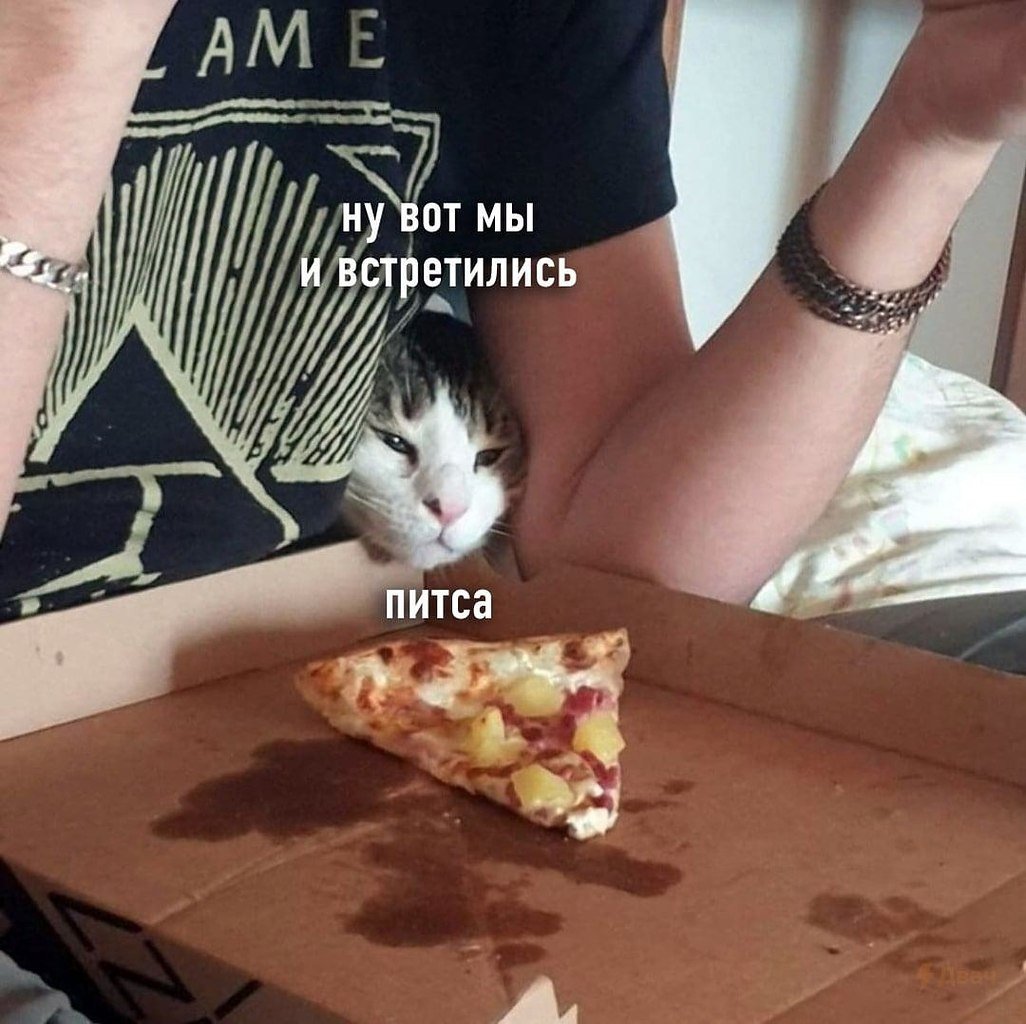 Кот и пицца Мем