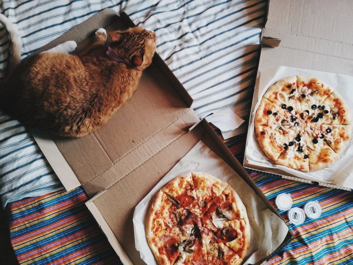 Пицца с котами