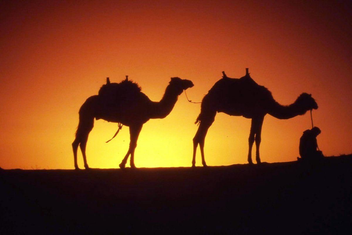 Верблюд Караван пустыни