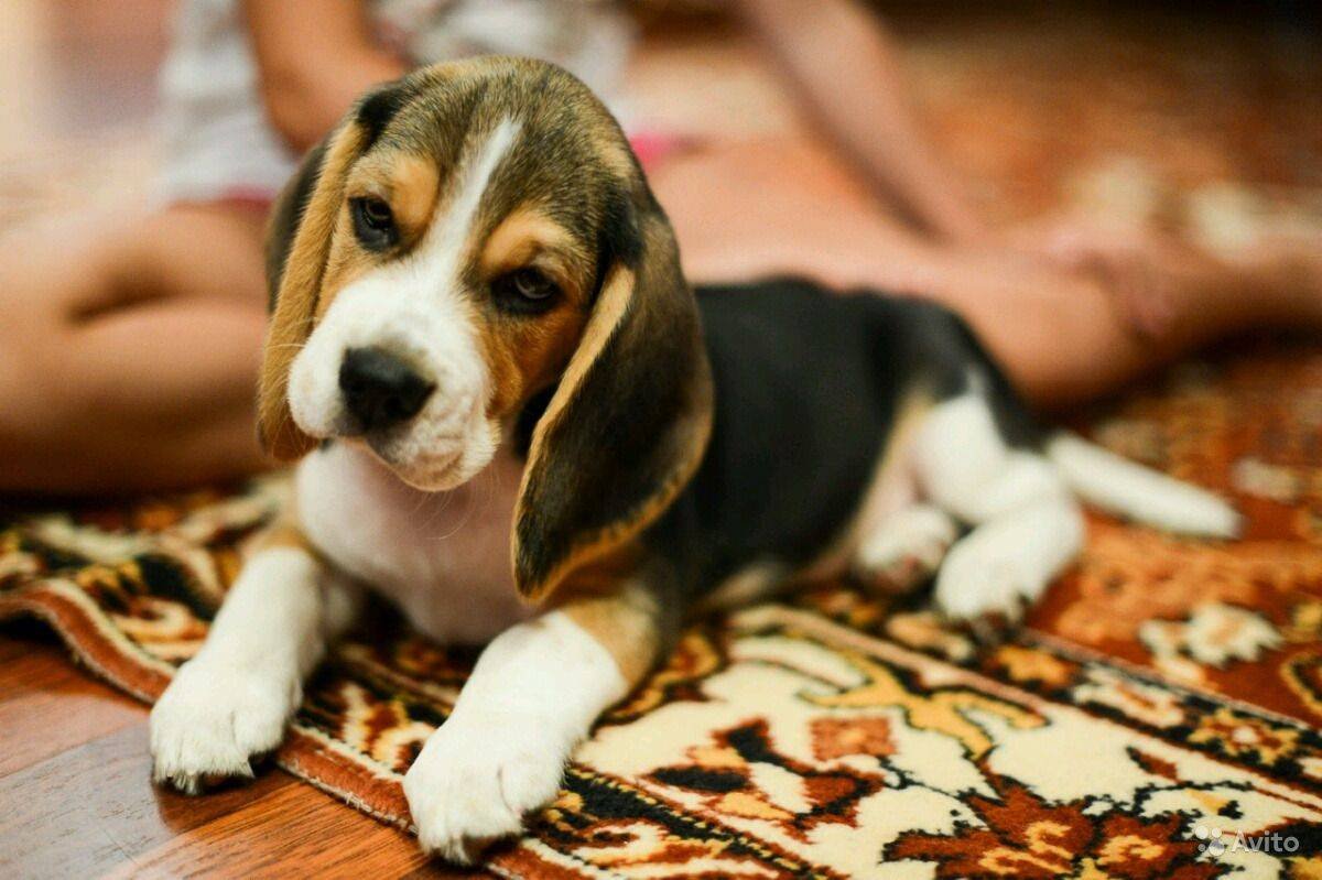 Бигль собака щенок