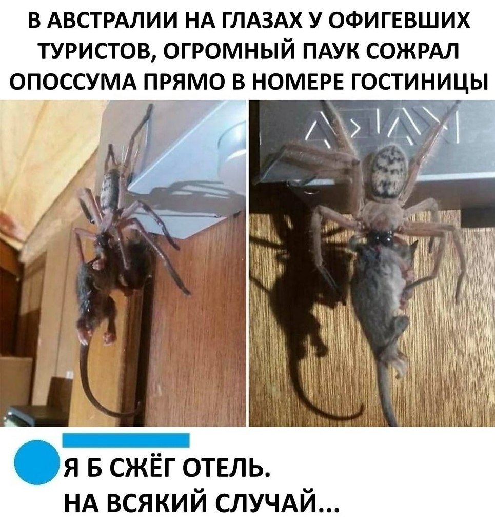 Тарантул птицеед Голиаф