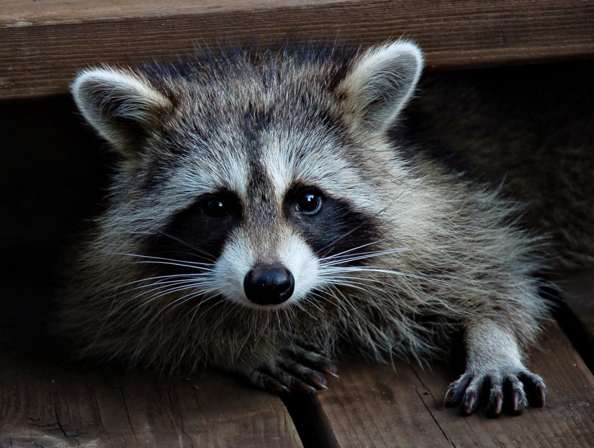 Грустный енот полоскун