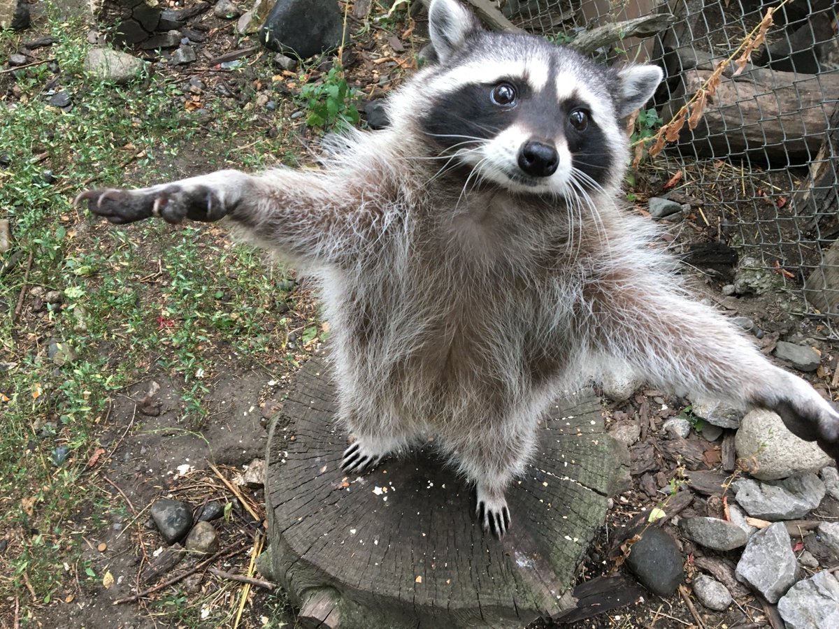 Упоротый енот