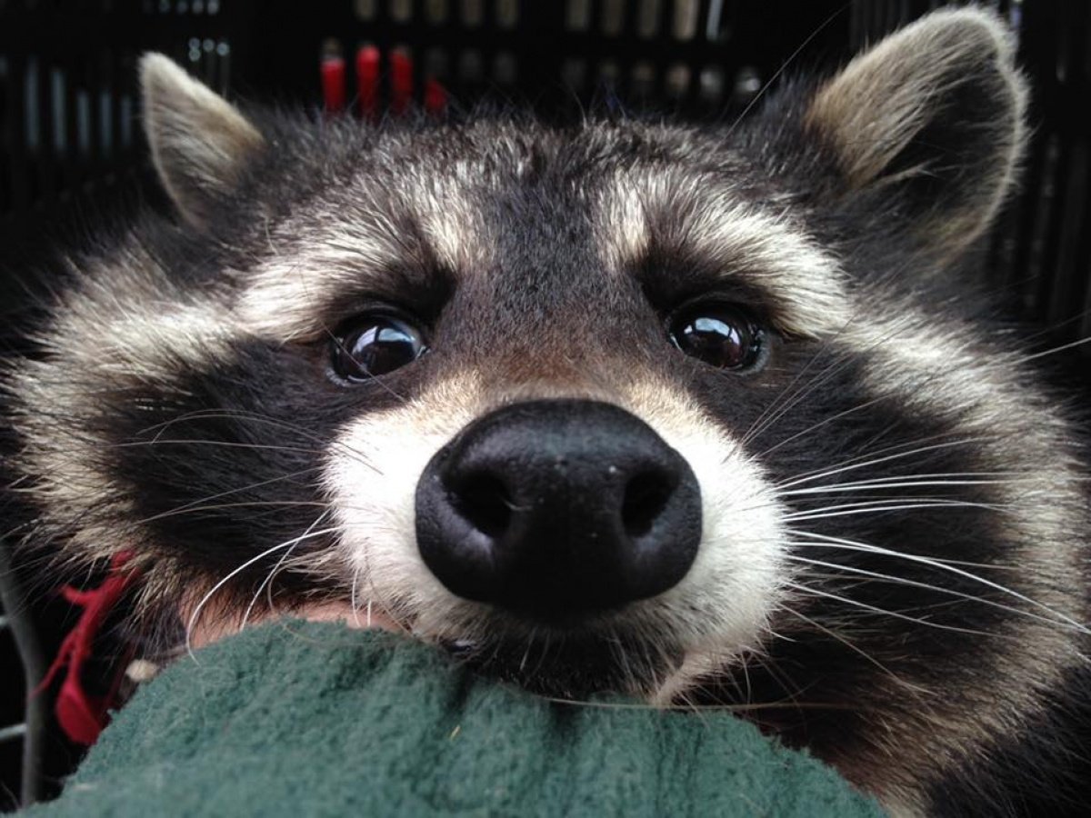 Злой енот полоскун