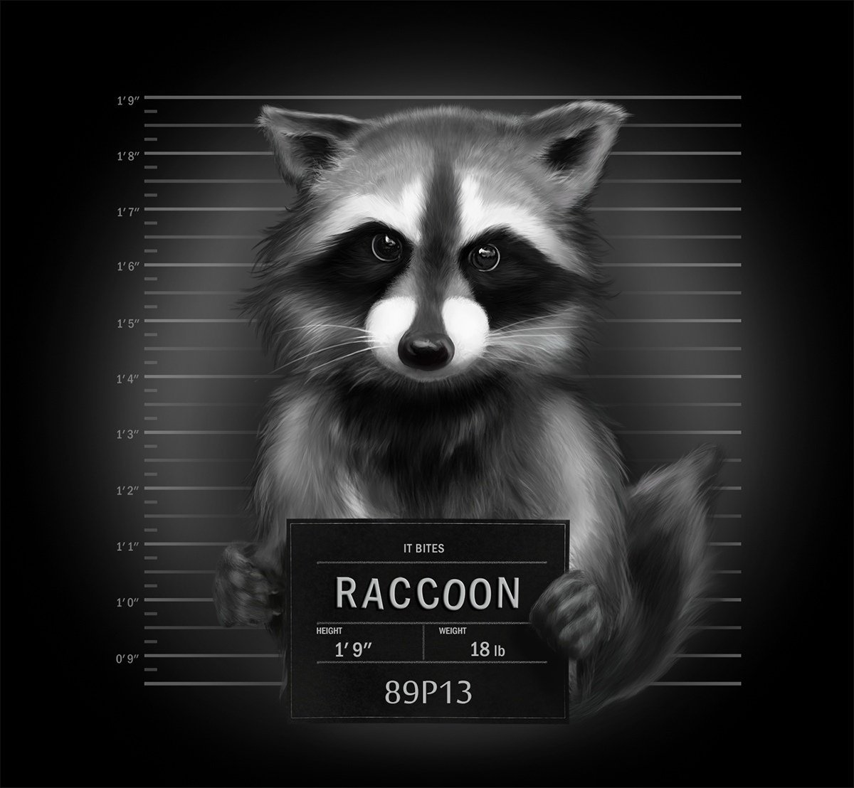 Шутки про енота