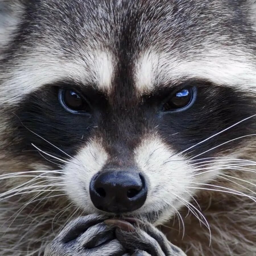 Кровожадный енот убийца