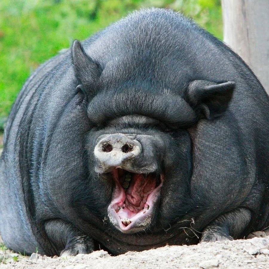 Толстенькая собачка