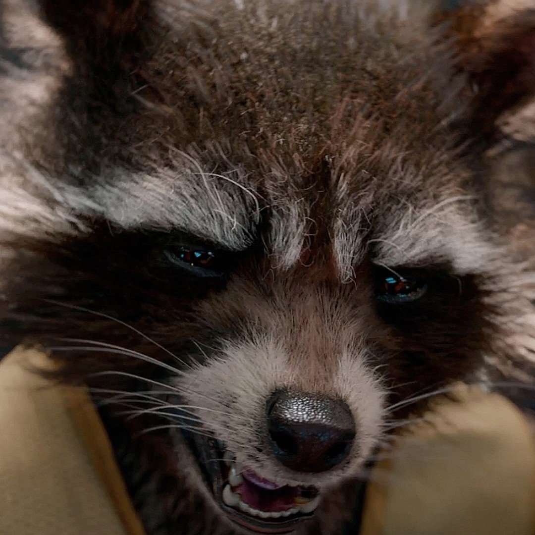 Злой енот полоскун