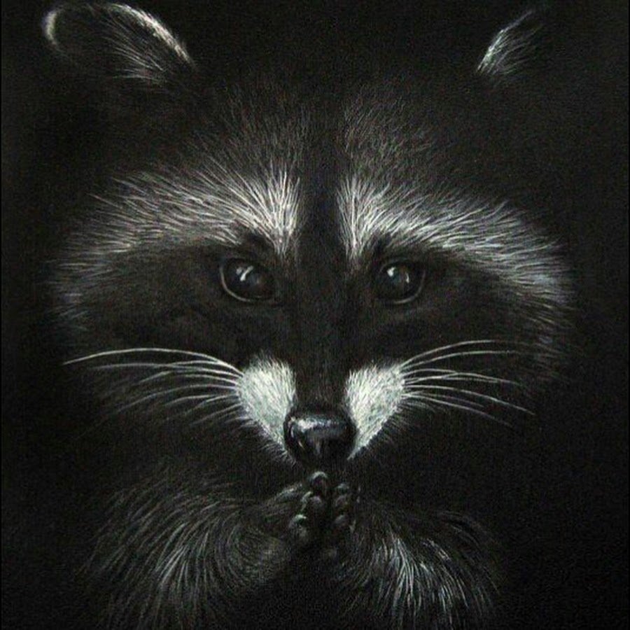 Енот блатной