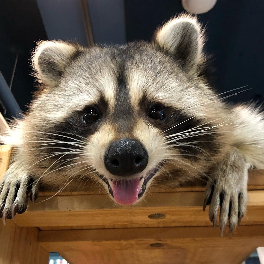 Шутки про енота