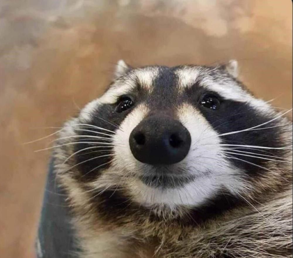 Енот полоскун Мем