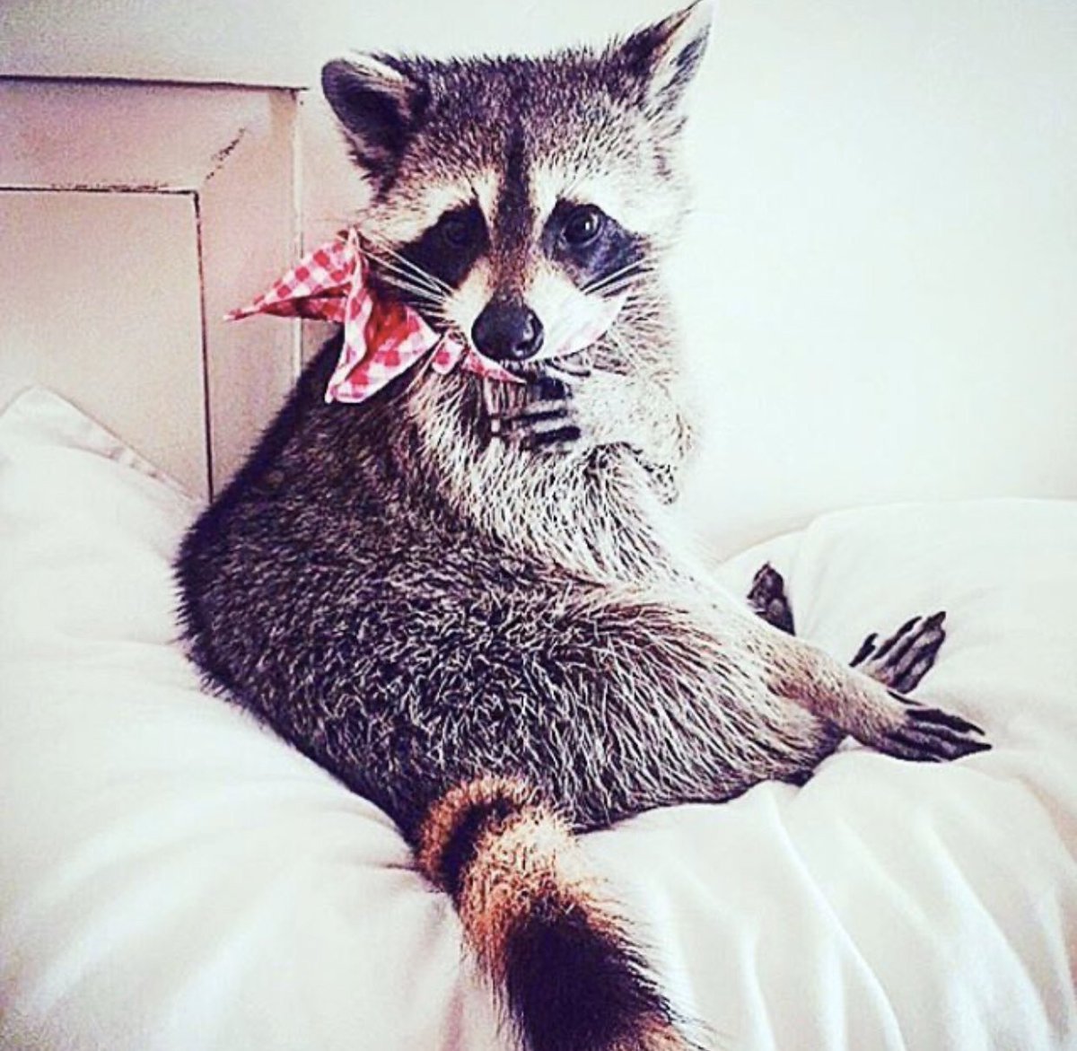 Енот баннер