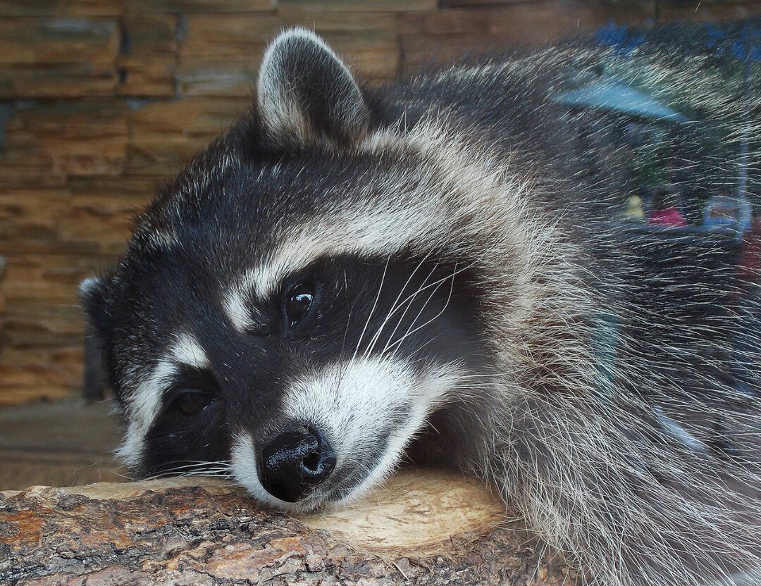 Енот Постригун