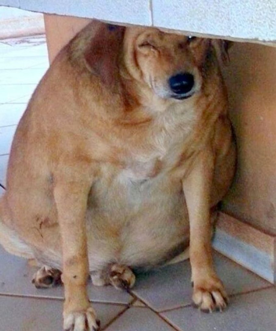 Толстая собака