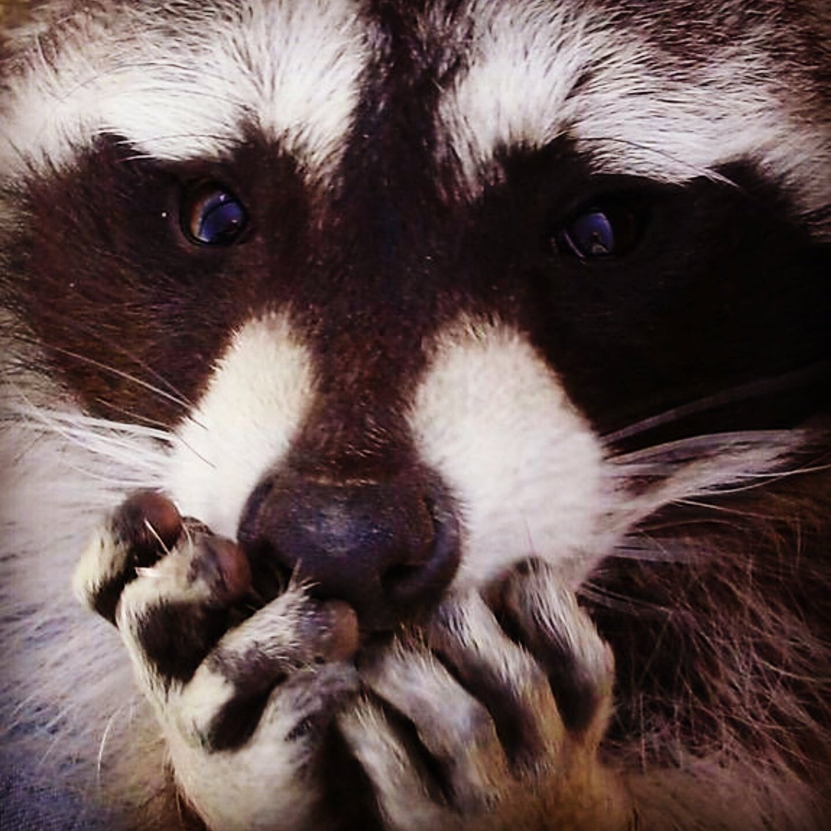 Енот полоскун плачет