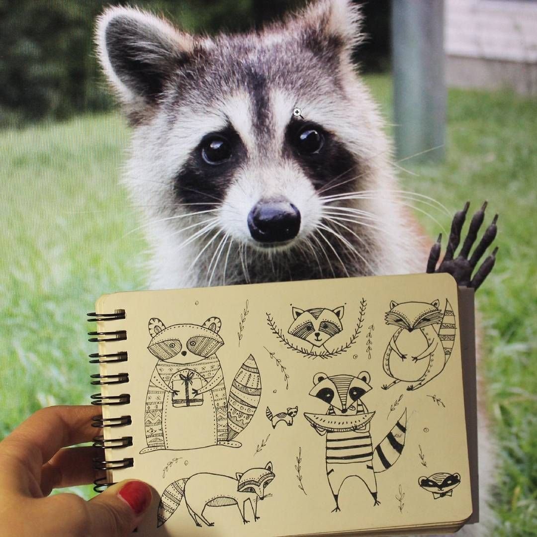 Удивлённый енот полоскун