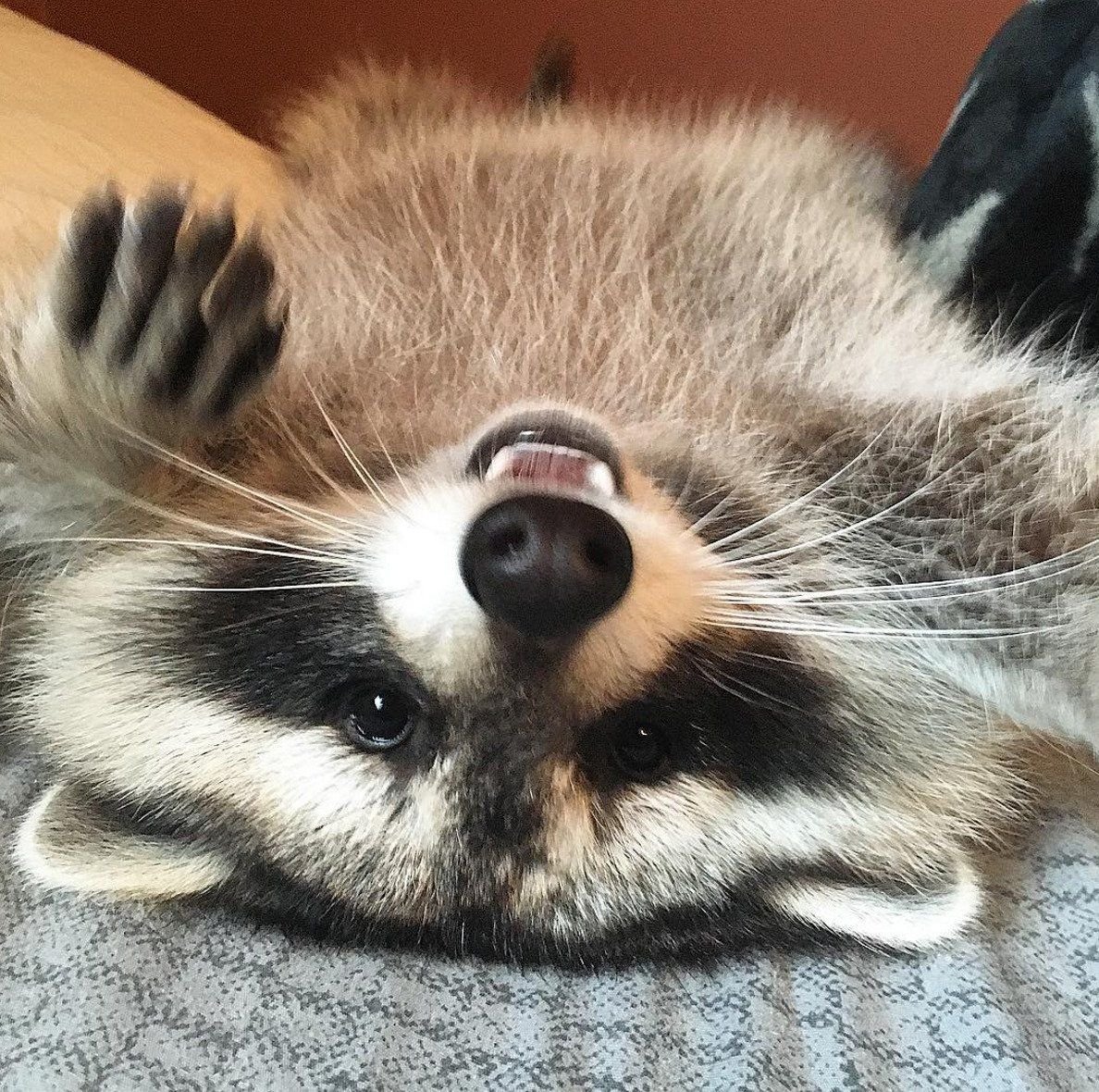 Енот с плакатом