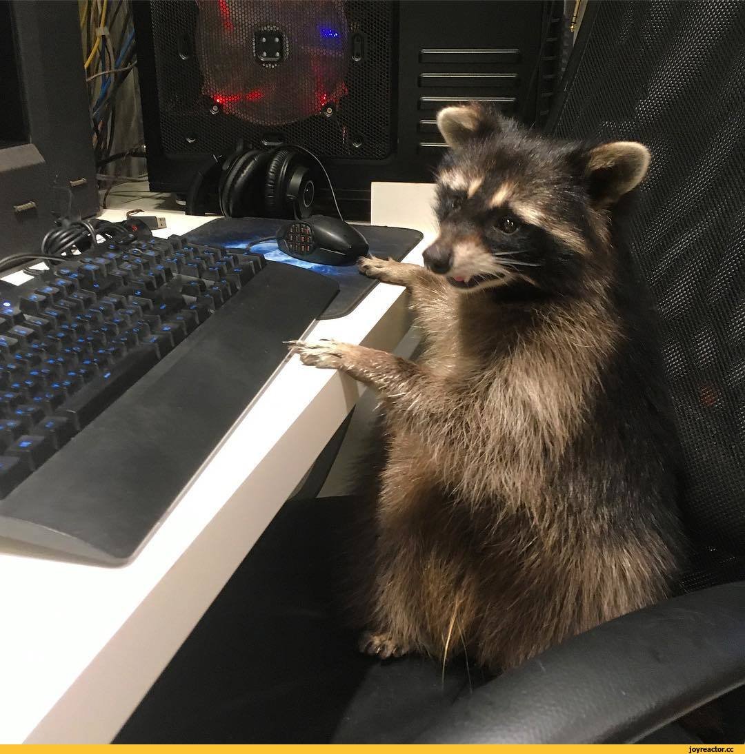 Енот милый домашний