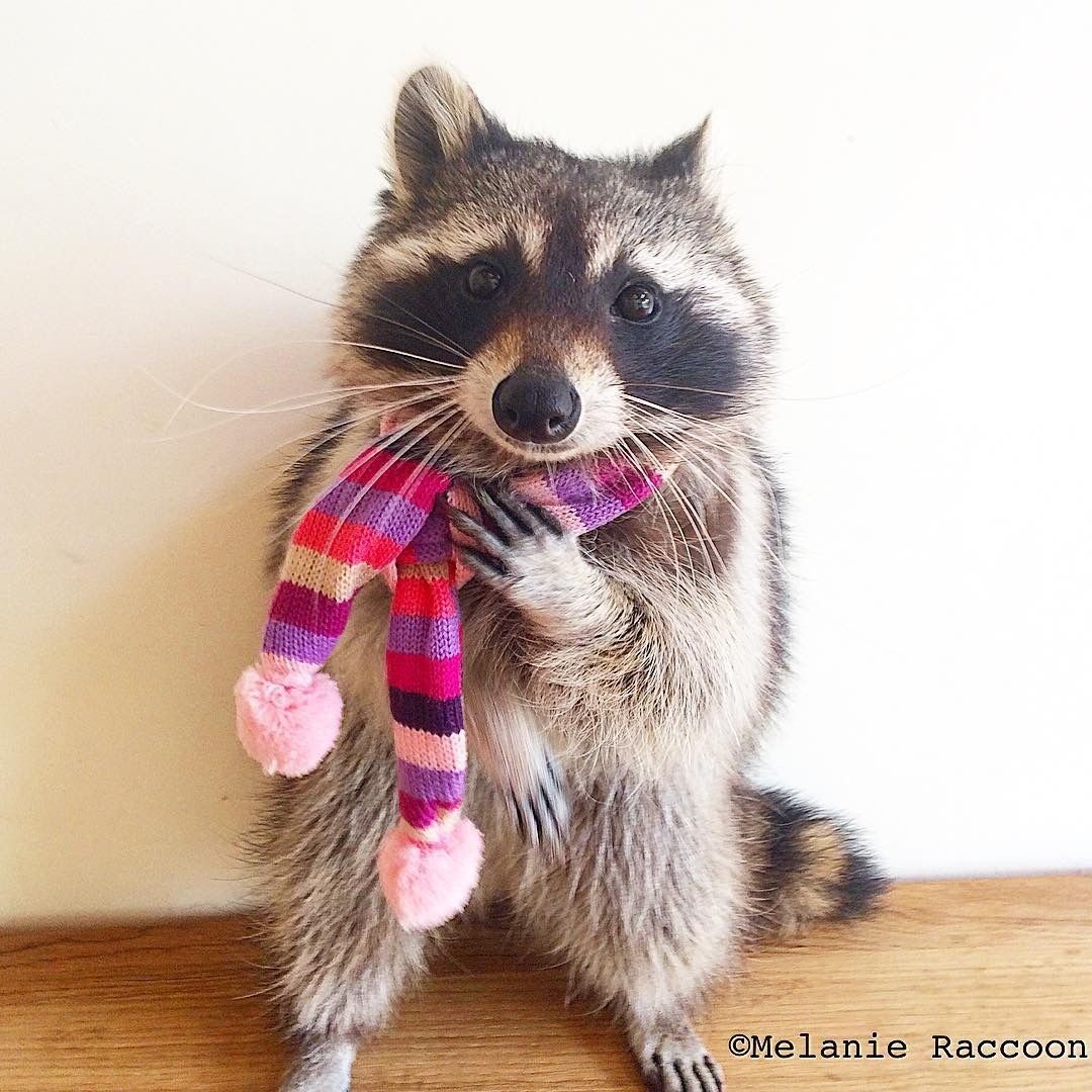 Енот на аву