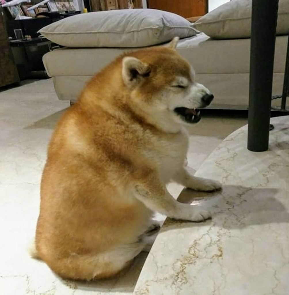 Карликовая такса толстая