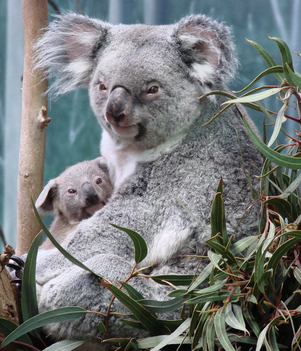 Макака коалу. Коала сумчатое. Коала сумчатая с детенышем. Сумчатый мишка коала. Австралия сумчатые коала.