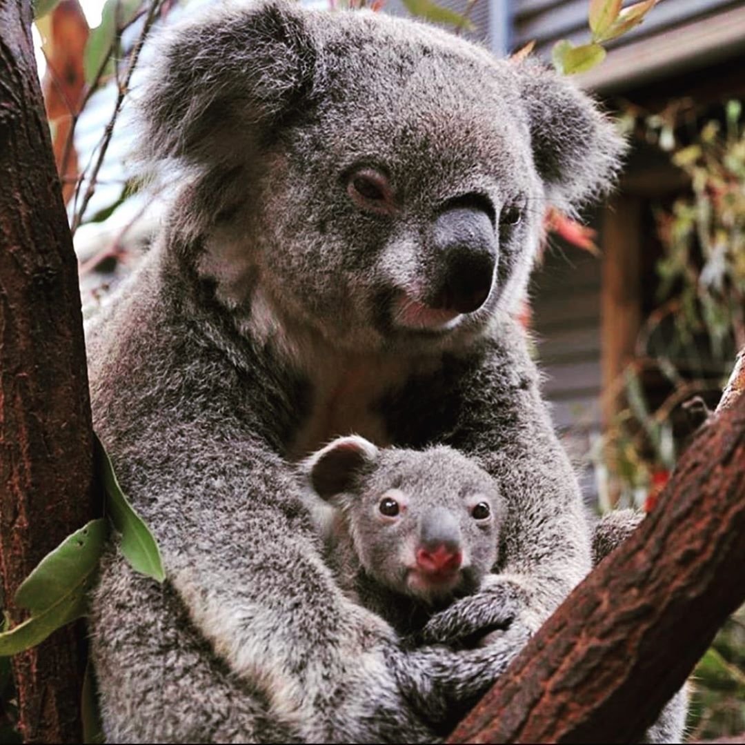 Коала мама. Коала сумчатое. Сумчатый мишка коала. Коала сумчатое животное с детенышем. Мишка коала с детенышем.