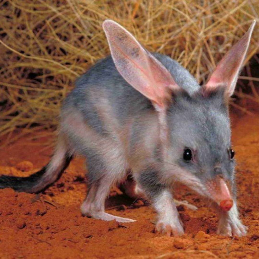 Свиноногий бандикут