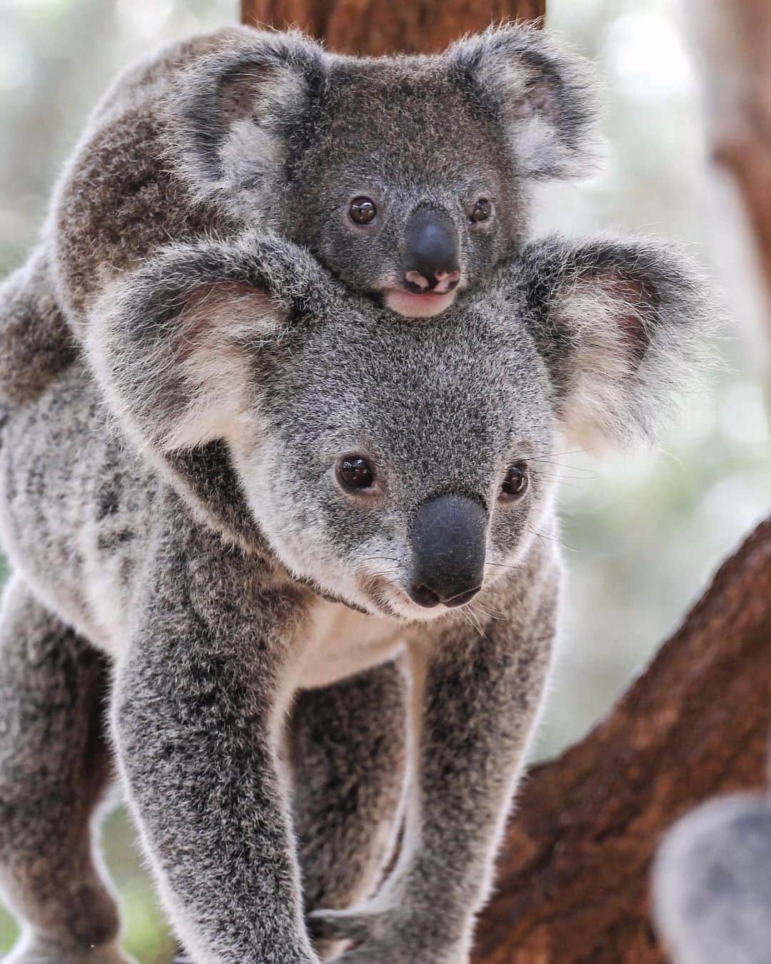 Похожи на коал. Сумчатые животные коала. Коала Квинсленда. Австралия сумчатые коала. Сумчатые медведи Австралии.