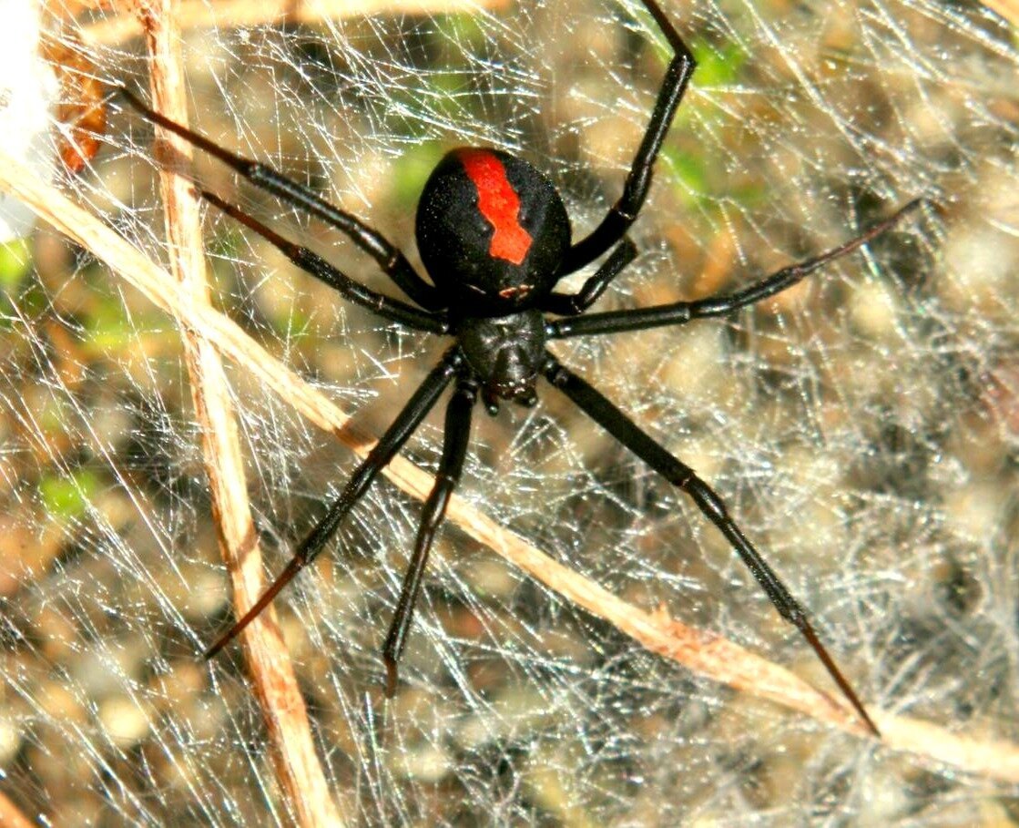 Ядовитый паук в России Каракурт