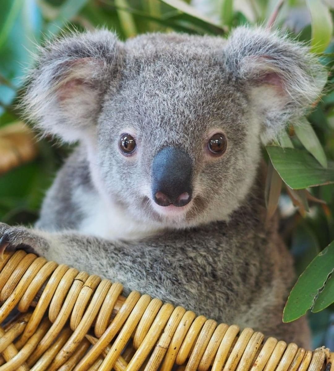 Австралийский медведь коала питается