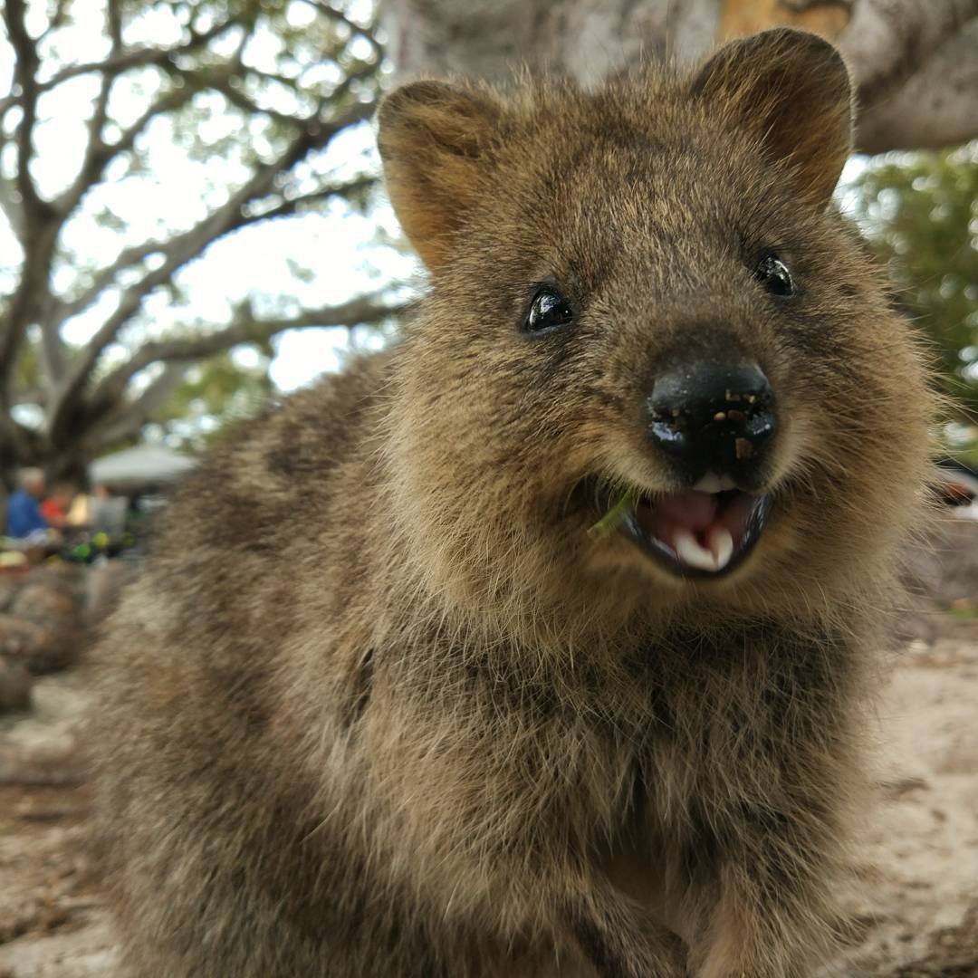 Австралийский зверек Квокка