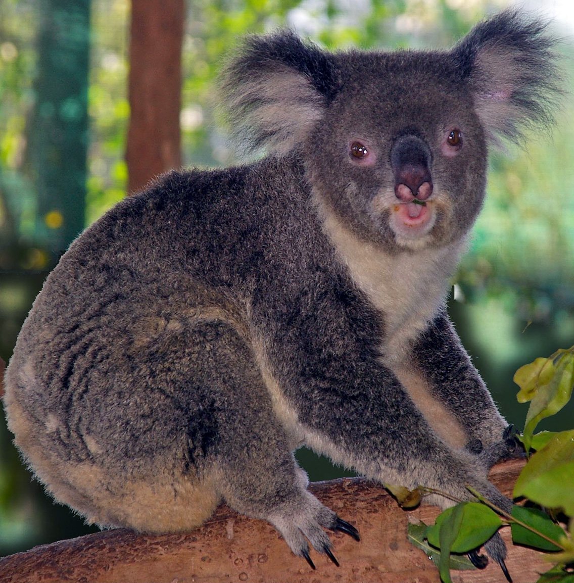 Отряд двурезцовые сумчатые (Diprotodontia)