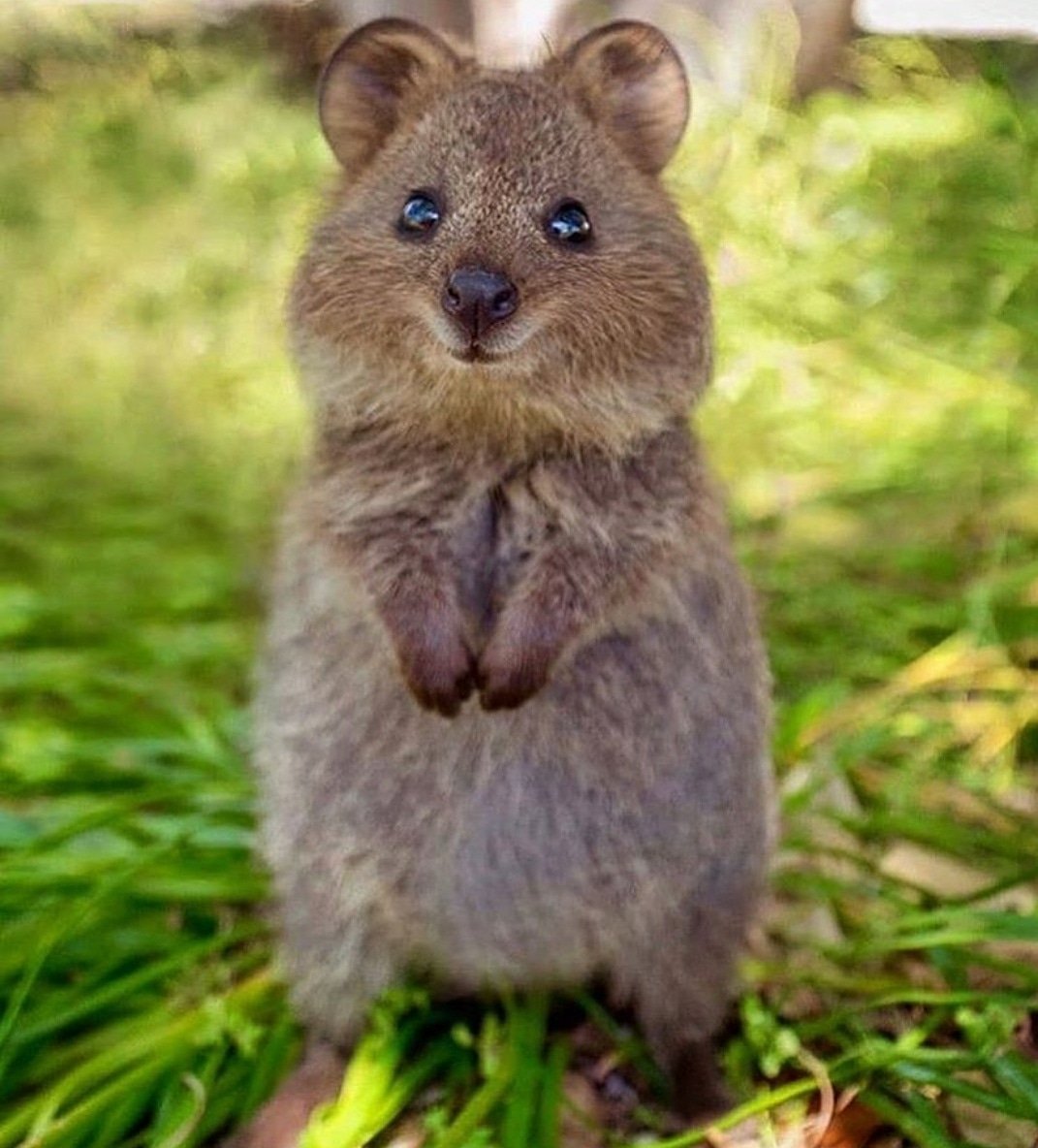 Животные Австралии Квокка