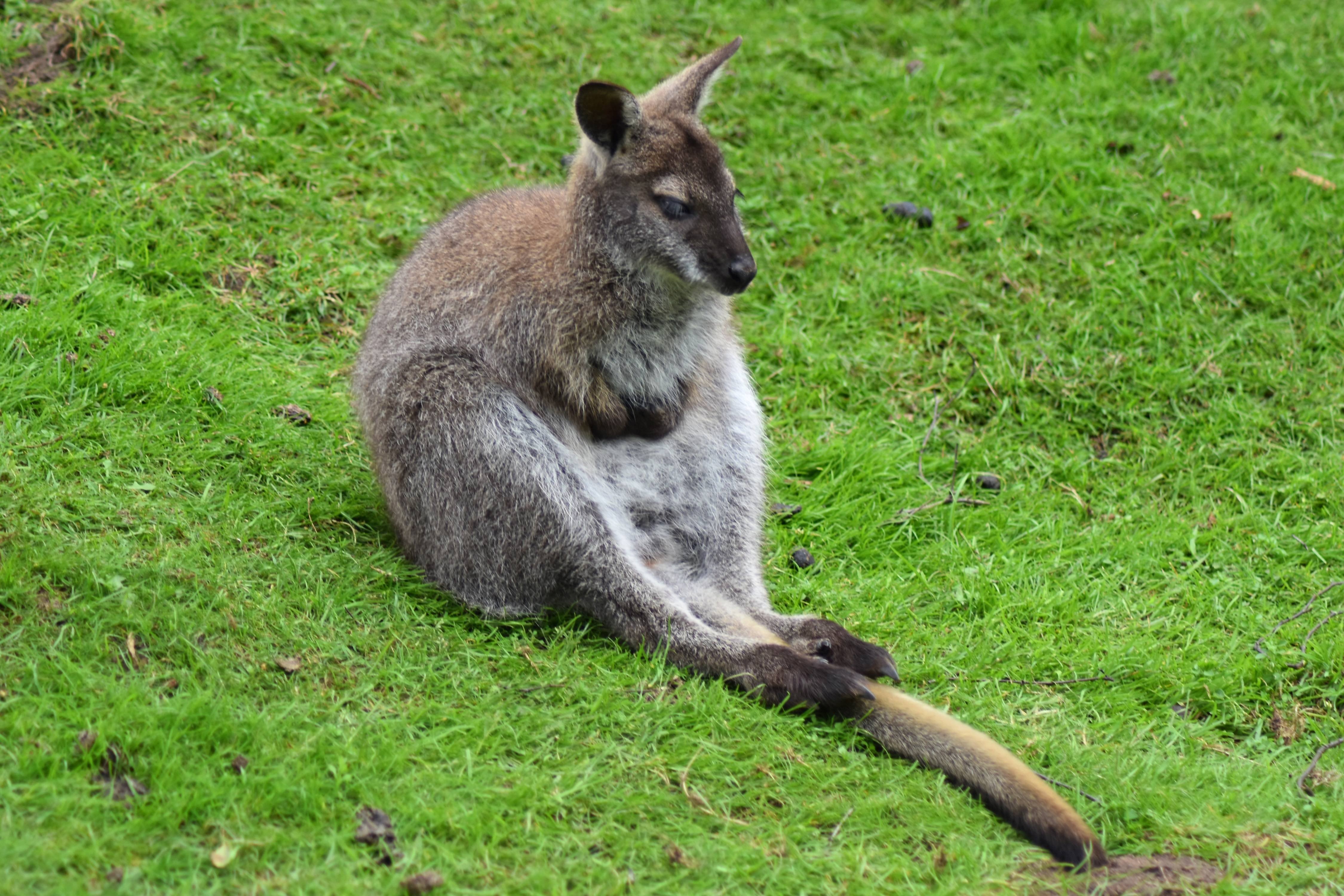 Кенгуру архив. Валлаби животное Австралии. Кенгуру валлаби. Карликовый кенгуру валлаби. Сумчатые кенгуру.