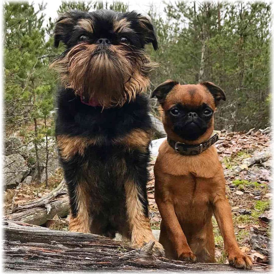 Бельгийский гриффон