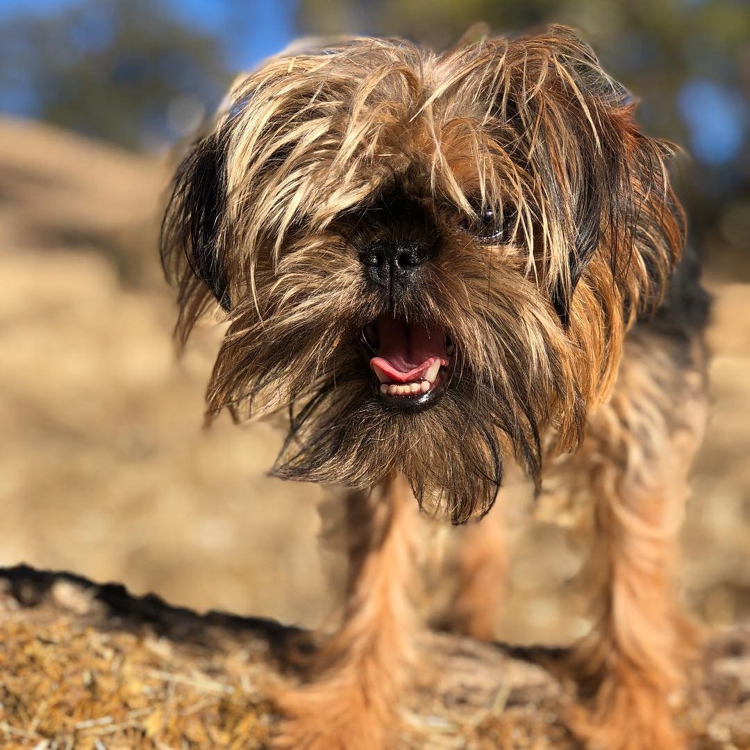 Бельгийский Грифон смешнве