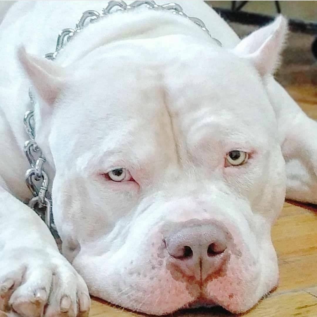 Аргентинский дог и питбуль