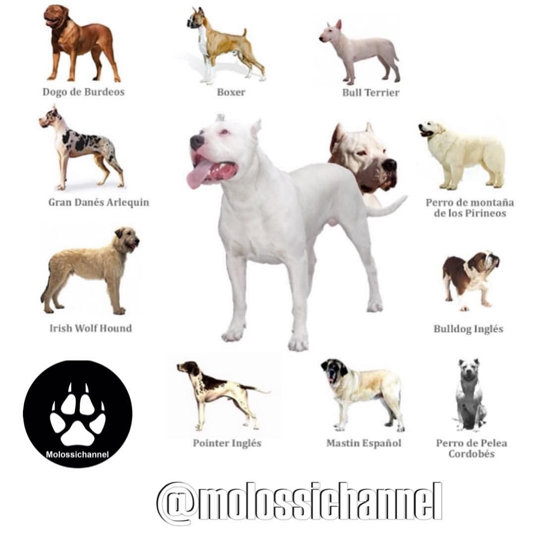 Аргентинский дог, мастиф