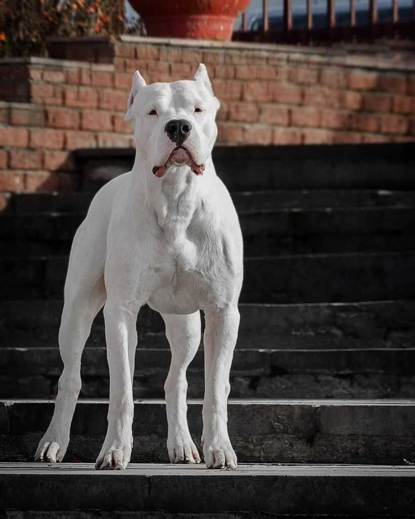 Аргентинский дог масть