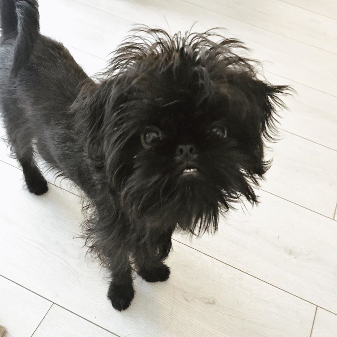 Гриффон Пти брабансон собака