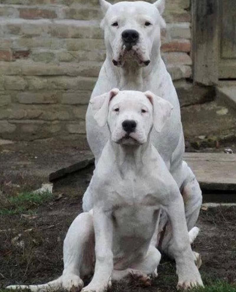 Аргентинский дог боевой