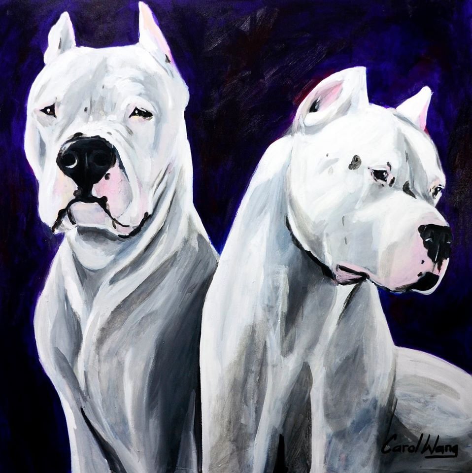 Аргентинский дог щенок с купированным ушами