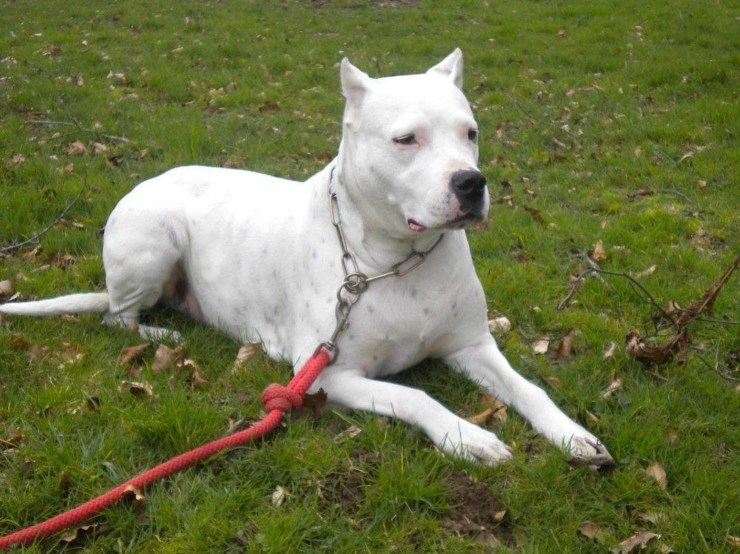 Аргентинский дог с черными пятнами