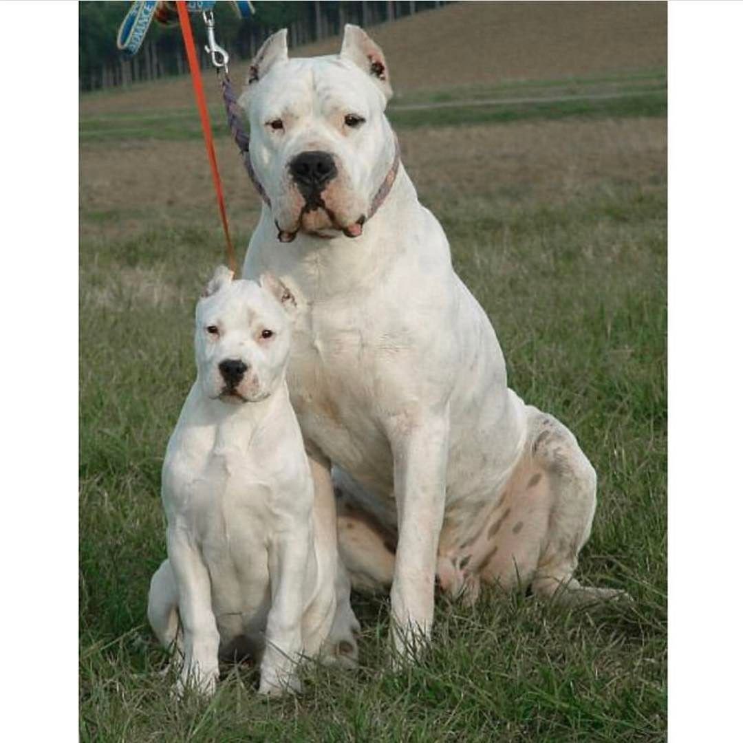 Американский стаффордширский терьер альбинос