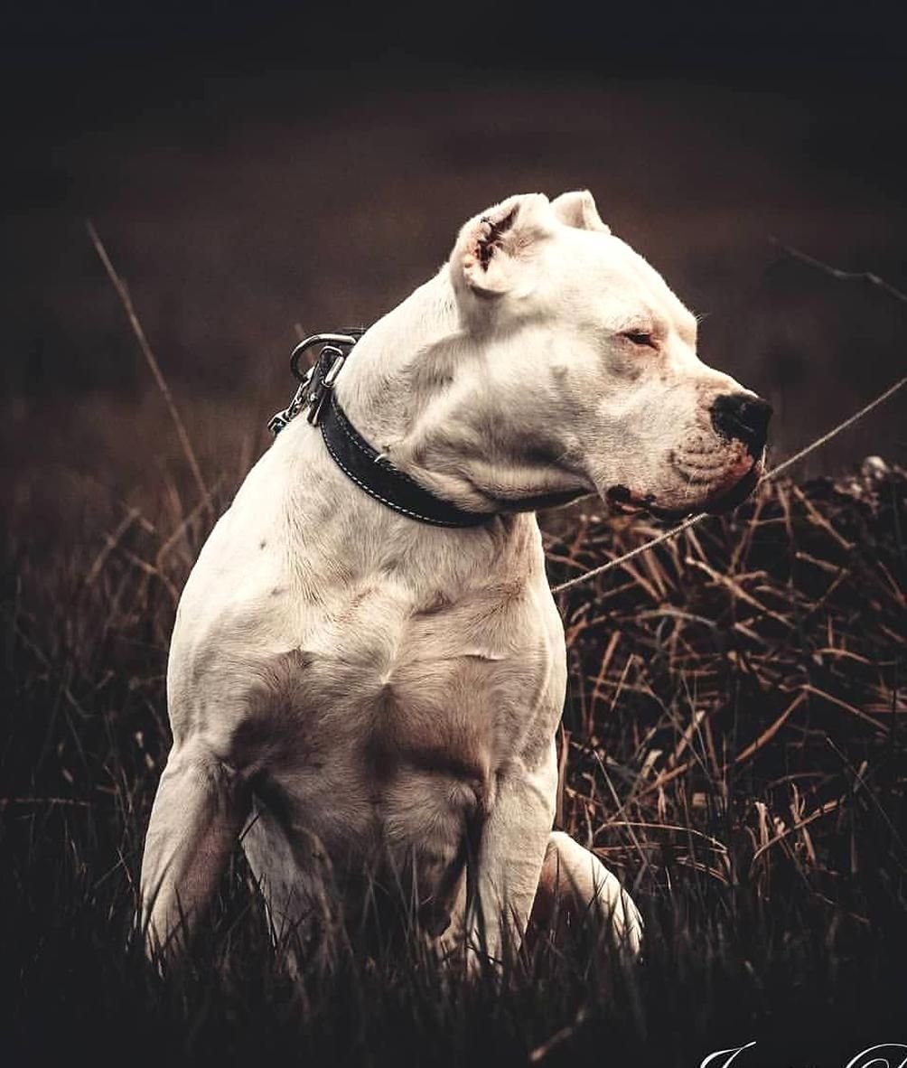 Аргентинский дог арт