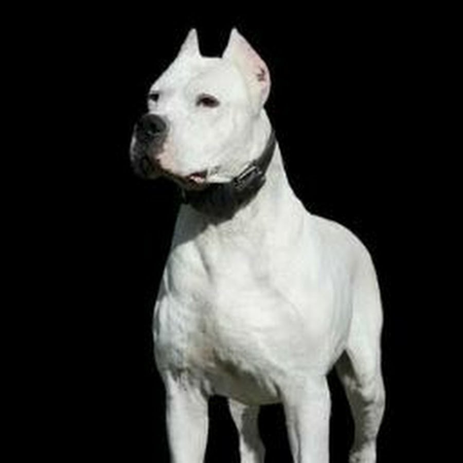 Аргентинский дог, мастиф